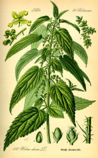 Grosse Brennnessel (Urtica dioica), (Tafel aus -Flora von Deutschland, Österreich und der Schweiz- von Otto Wilhelm Thomé von 1885