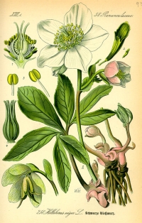 Christrose, (Tafel aus -Flora von Deutschland, Österreich und der Schweiz- von Otto Wilhelm Thomé von 1885