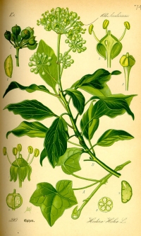 Efeu, (Tafel aus -Flora von Deutschland, Österreich und der Schweiz- von Otto Wilhelm Thomé von 1885