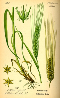 Gerste (Hordeum vulgare), (Tafel aus -Flora von Deutschland, Österreich und der Schweiz- von Otto Wilhelm Thomé von 1885