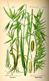 Gemeine Hirse (Panicum miliaceum), (Tafel aus -Flora von Deutschland, Österreich und der Schweiz- von Otto Wilhelm Thomé von 1885