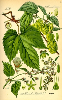 Hofpen (Humulus), (Tafel aus -Flora von Deutschland, Österreich und der Schweiz- von Otto Wilhelm Thomé von 1885