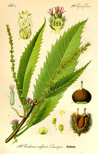 Grosse Brennnessel (Urtica dioica), (Tafel aus -Flora von Deutschland, Österreich und der Schweiz- von Otto Wilhelm Thomé von 1885