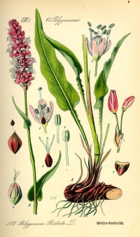 Wiesen-Knöterich (Polygonum bistorta), (Tafel aus -Flora von Deutschland, Österreich und der Schweiz- von Otto Wilhelm Thomé von 1885