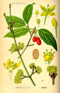 Kornelkirsche (Cornus mas), (Tafel aus -Flora von Deutschland, Österreich und der Schweiz- von Otto Wilhelm Thomé von 1885