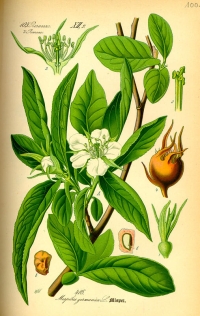 Mispel (Mespilus germanica), (Tafel aus -Flora von Deutschland, Österreich und der Schweiz- von Otto Wilhelm Thomé von 1885