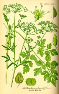  Petersilie (Petroselinum crispum), (Tafel aus -Flora von Deutschland, Österreich und der Schweiz- von Otto Wilhelm Thomé von 1885