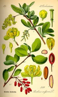 Berberitze oder Sauerdorn (Berberis vulgaris), (Tafel aus -Flora von Deutschland, Österreich und der Schweiz- von Otto Wilhelm Thomé von 1885