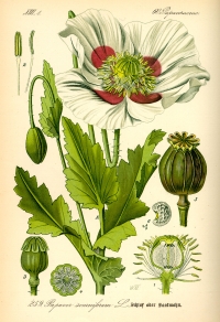 Schlafmohn (Papaver somniferum), (Tafel aus -Flora von Deutschland, Österreich und der Schweiz- von Otto Wilhelm Thomé von 1885