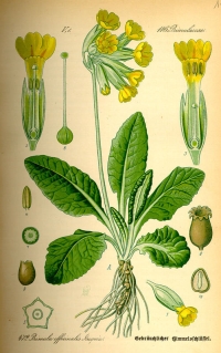 Echte Schlüsselblume - Primula veris, (Tafel aus -Flora von Deutschland, Österreich und der Schweiz- von Otto Wilhelm Thomé von 1885)