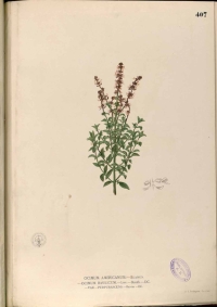  Ocimum basilicum Blanco - Flora de Filipinas ... Gran edicion ... Atlas II (1880-1883)